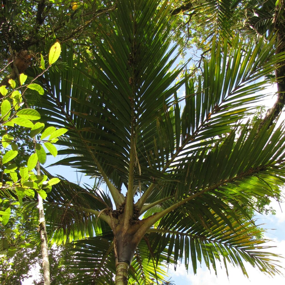 Cyphosperma (Cyphosperma balansae)