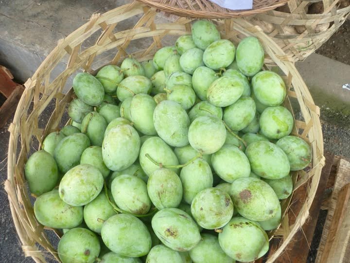 Kopyor-Mango (Mangifera laurina)
