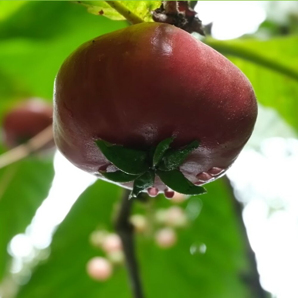 Rote Sapote (Timonius minahassae)