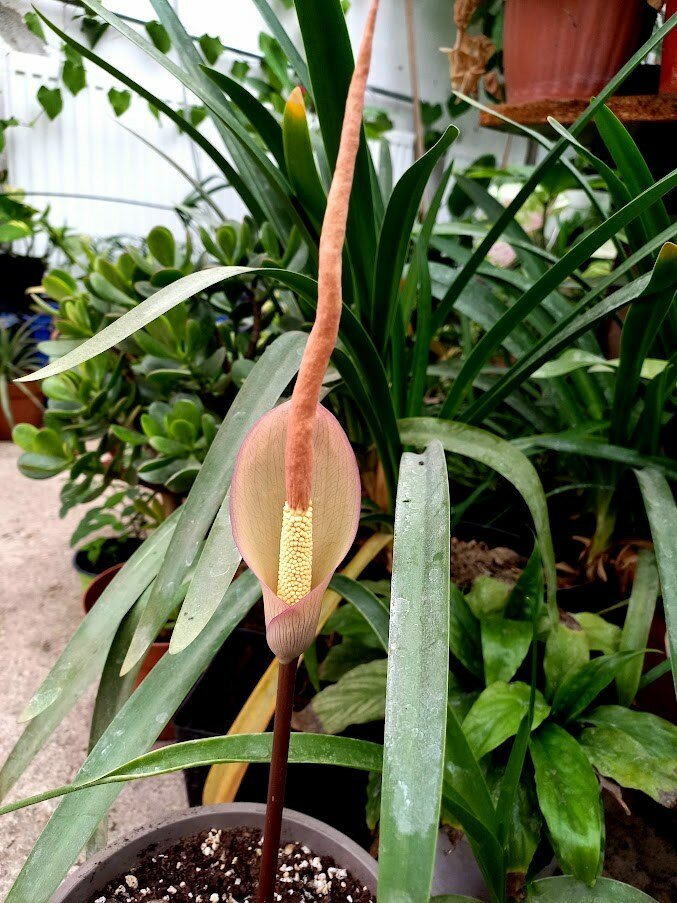 Aronstab (Amorphophallus atroviridis)