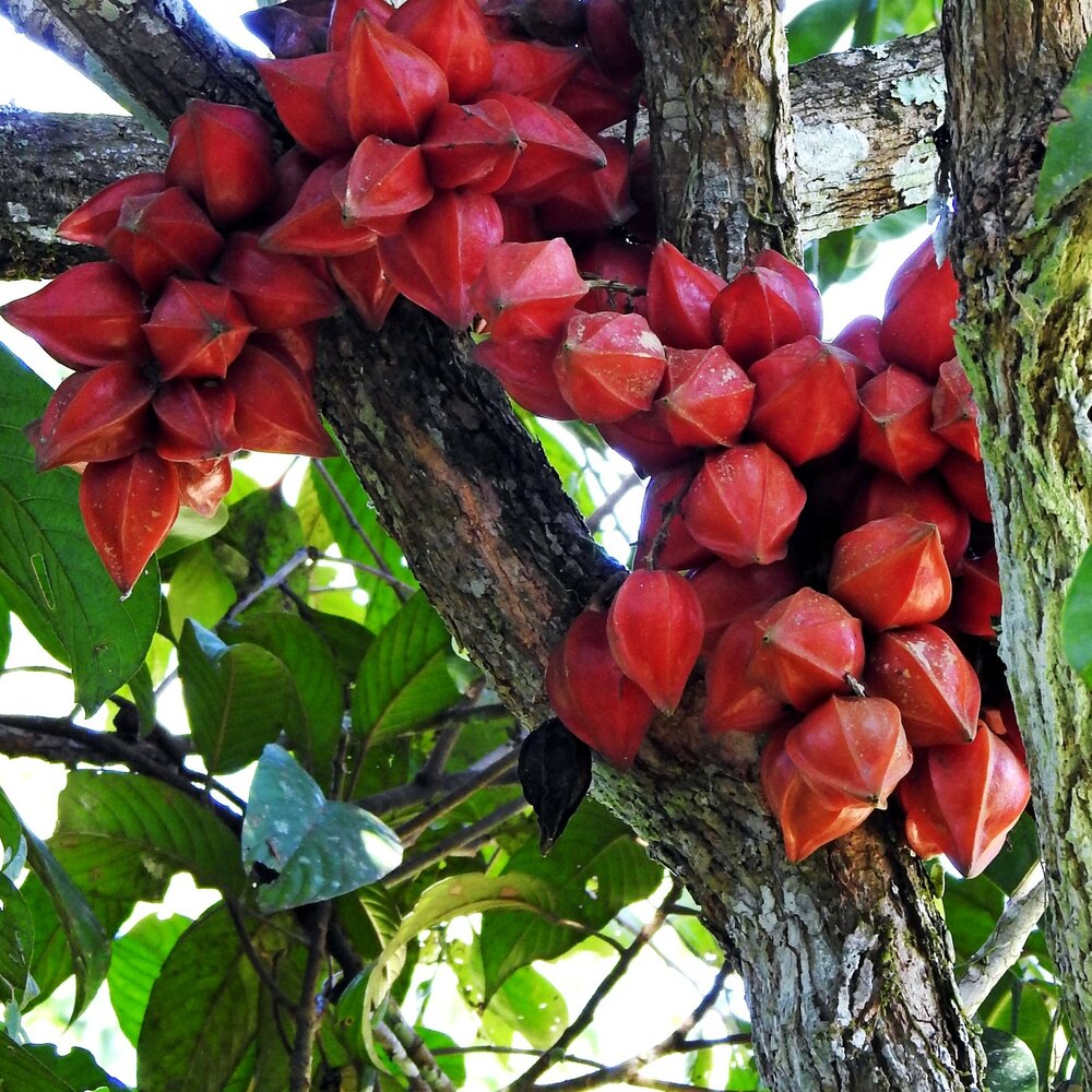 Belimbing hutan (Baccaurea angulata)