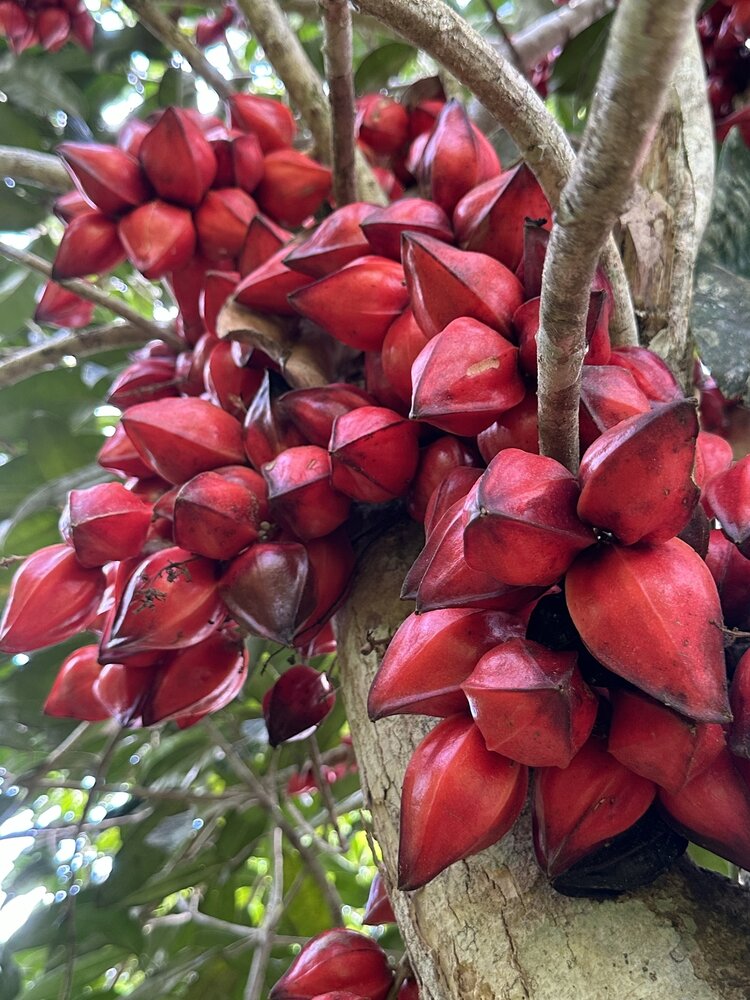 Belimbing hutan (Baccaurea angulata)