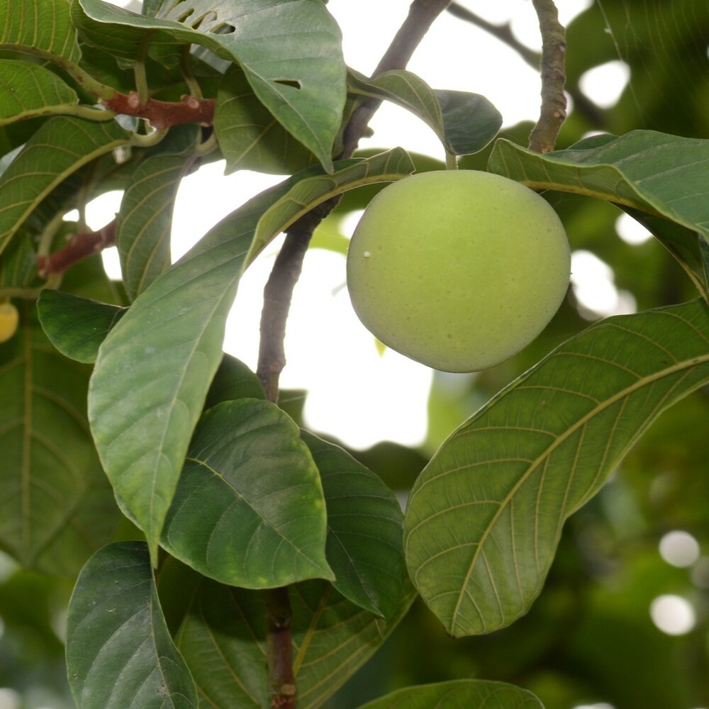 Gr&uuml;ner Tampang (Artocarpus dadah)