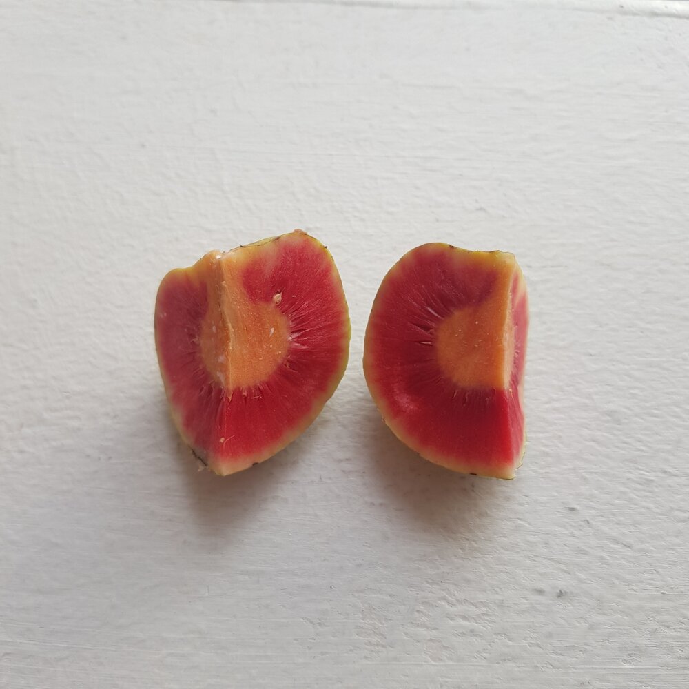 Gr&uuml;ner Tampang (Artocarpus dadah)