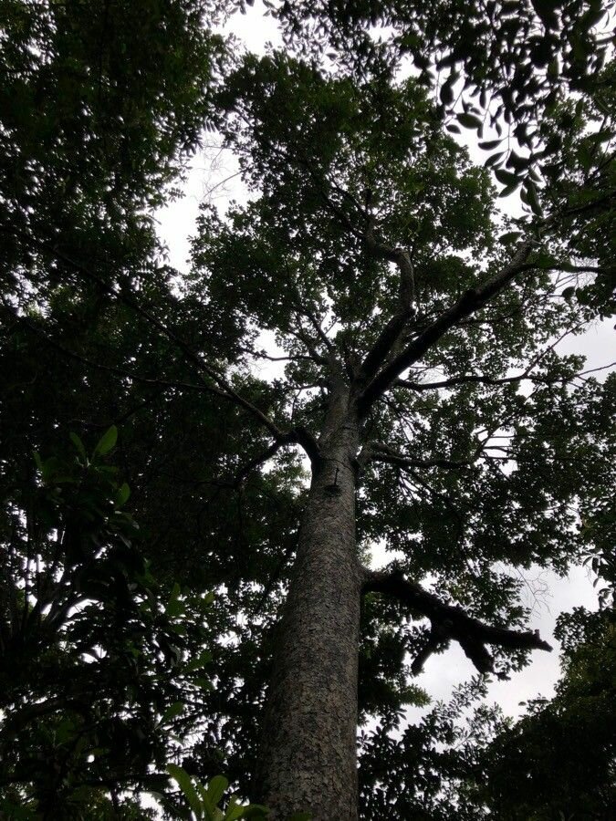 Utu (Parartocarpus venenosa)