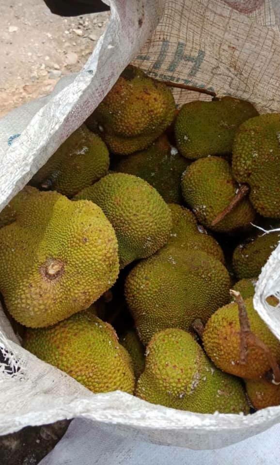 Utu (Parartocarpus venenosa)