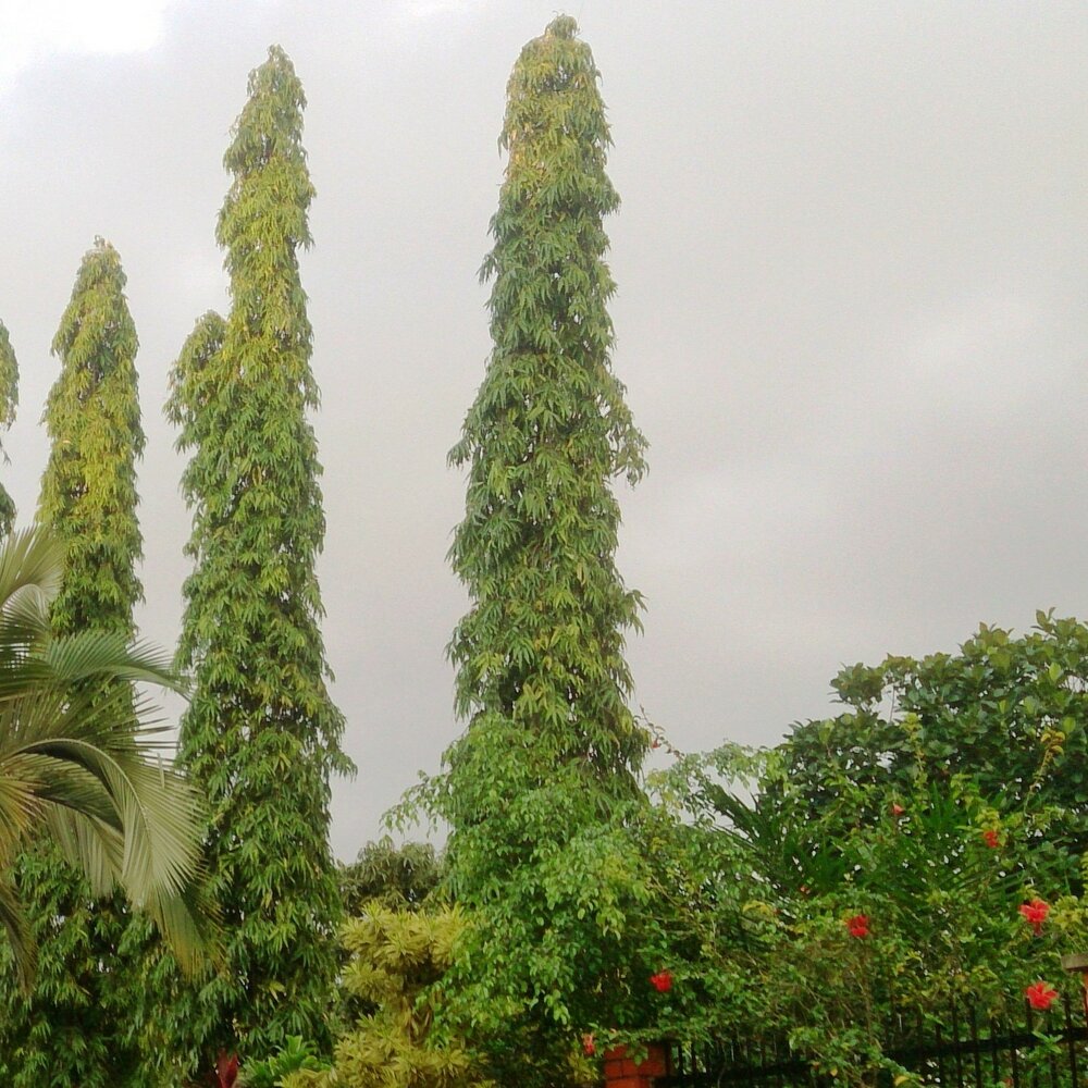 Indischer Mastbaum (Monoon longifolia)
