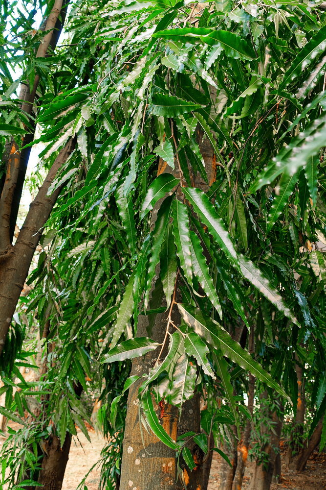 Indischer Mastbaum (Monoon longifolia)
