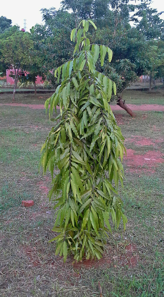 Indischer Mastbaum (Monoon longifolia)