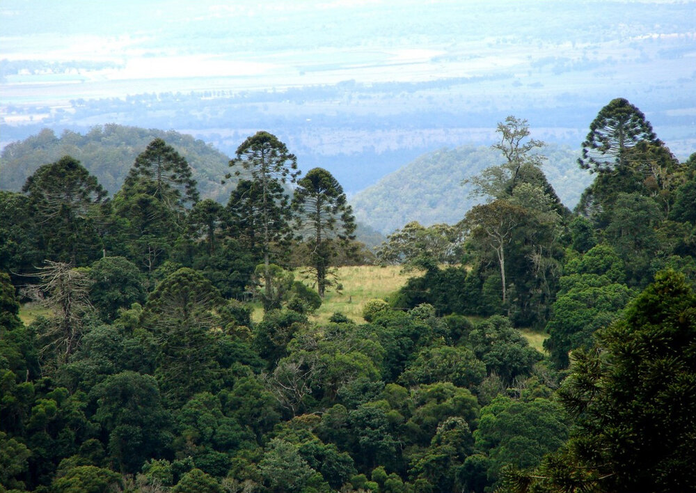 Bunya-Kiefer (Araucaria bidwillii)