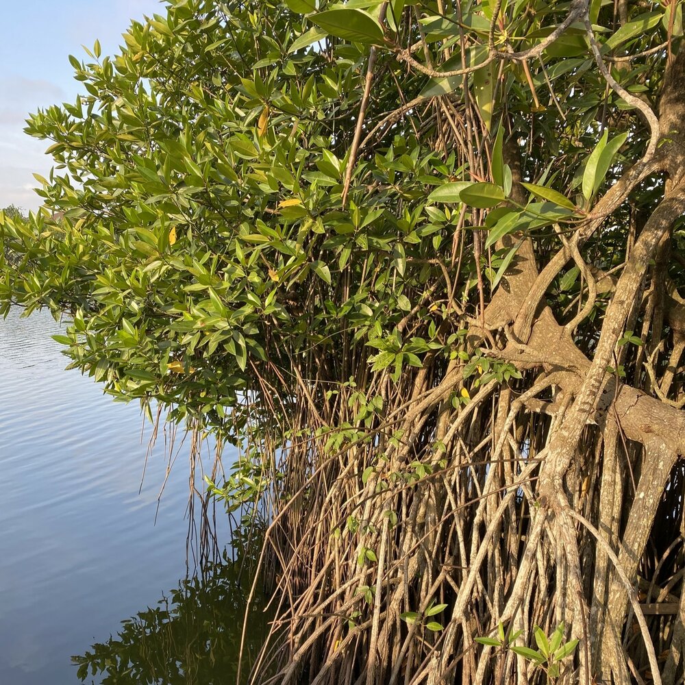 Stelzenmangrove (Rhizophora apiculata)