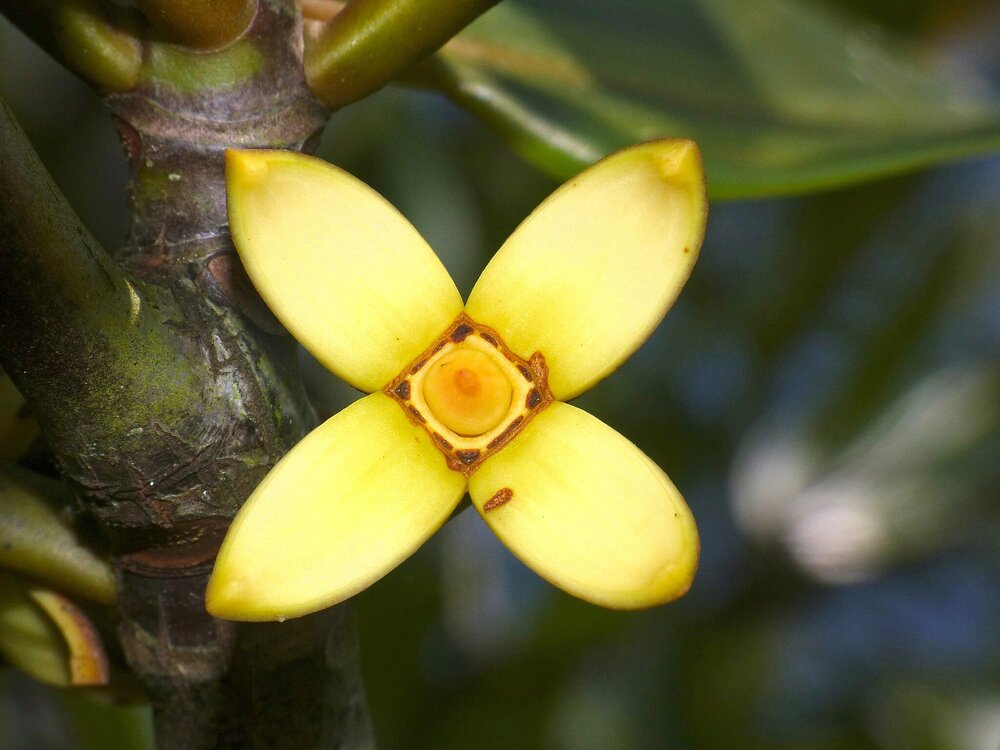 Stelzenmangrove (Rhizophora apiculata)