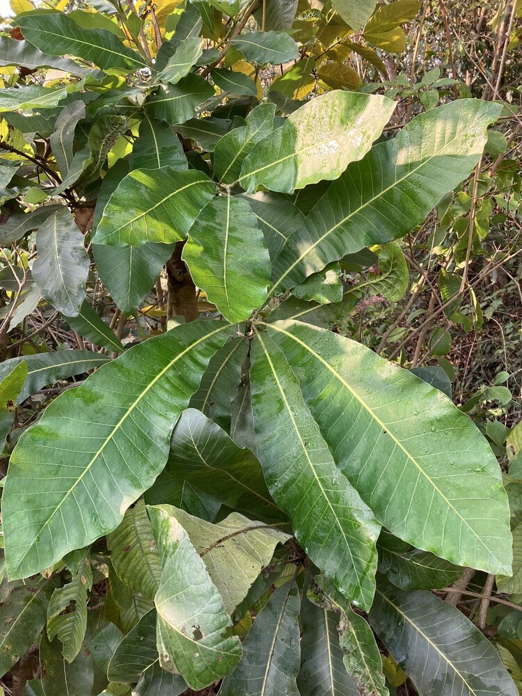 Markierungsnuss (Semecarpus anacardium)