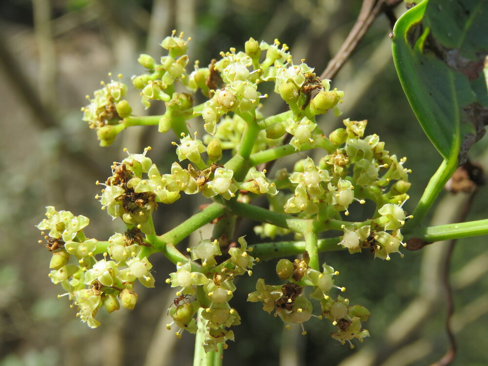 Kletternde indische Kastanie (Tetrastigma leucostaphylum)