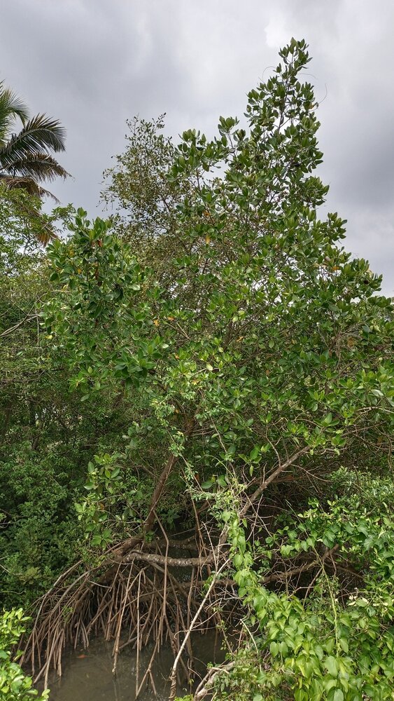 Asiatische Mangrove (Rhizophora mucronata)