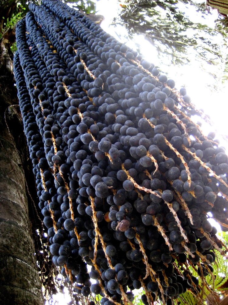 A&ccedil;a&iacute;-Palme (Euterpe oleracea)
