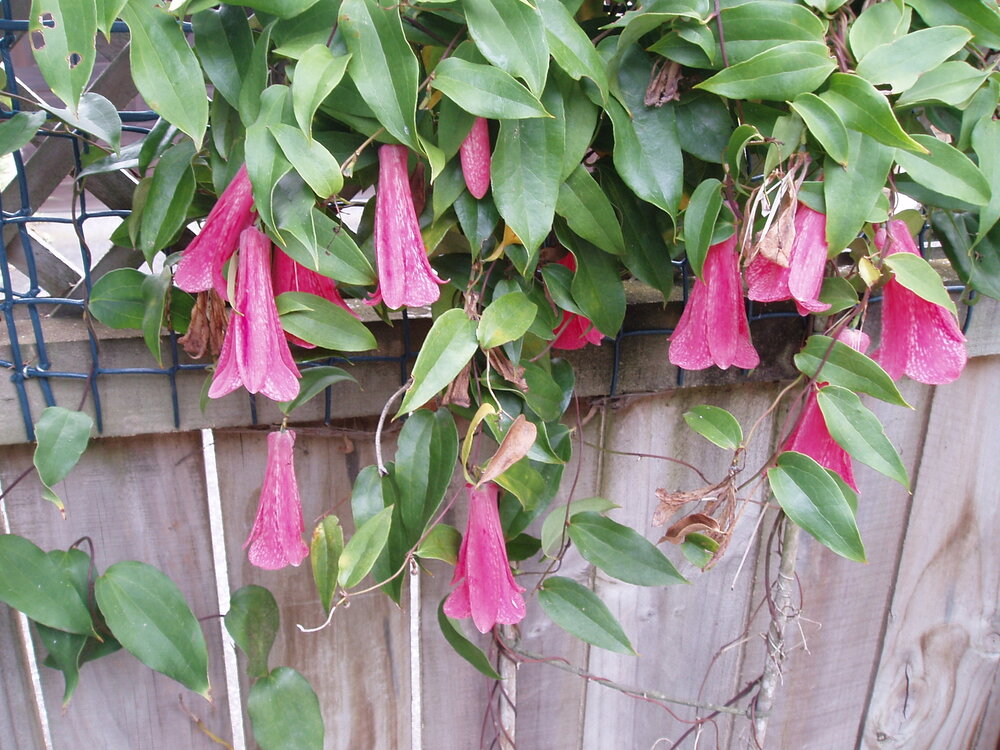 Chilenische Trompetenblume (Lapageria rosea)