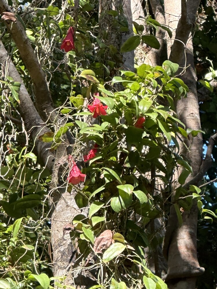 Chilenische Trompetenblume (Lapageria rosea)