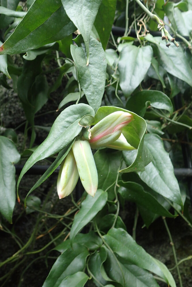 Chilenische Trompetenblume (Lapageria rosea)