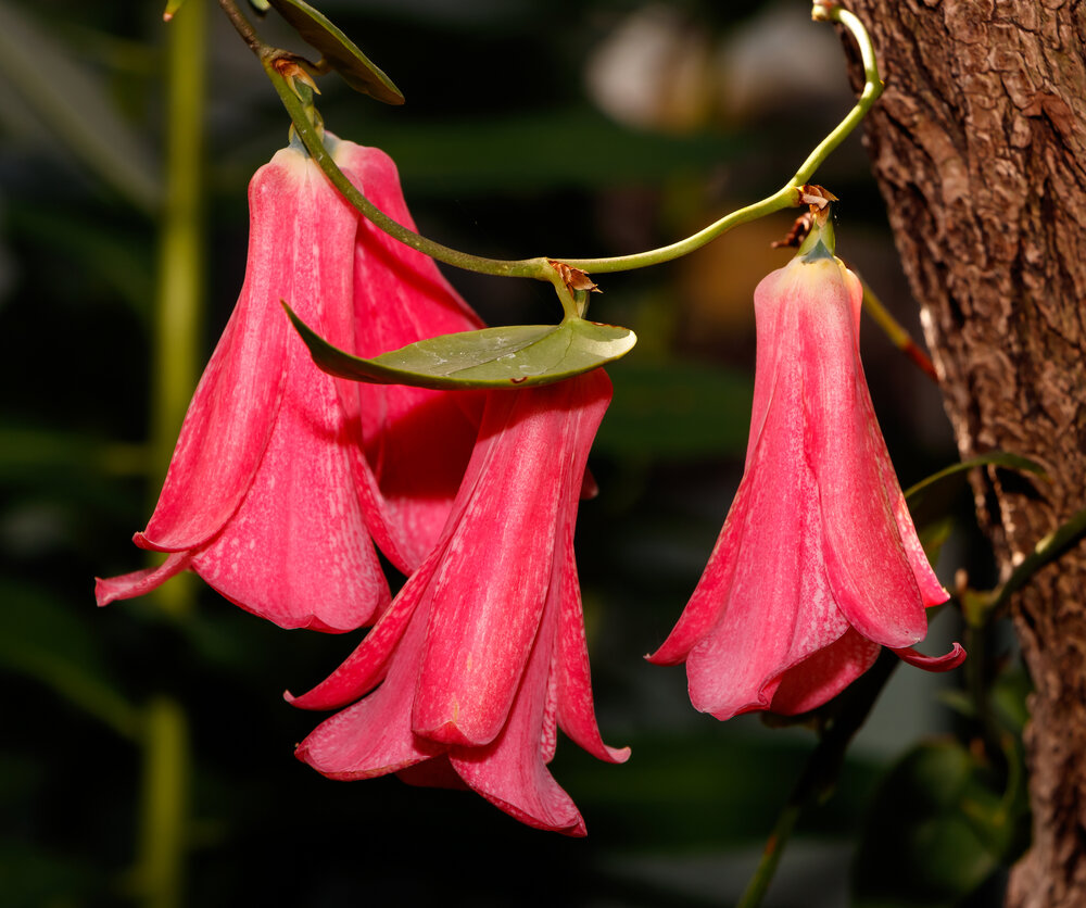 Chilenische Trompetenblume (Lapageria rosea)