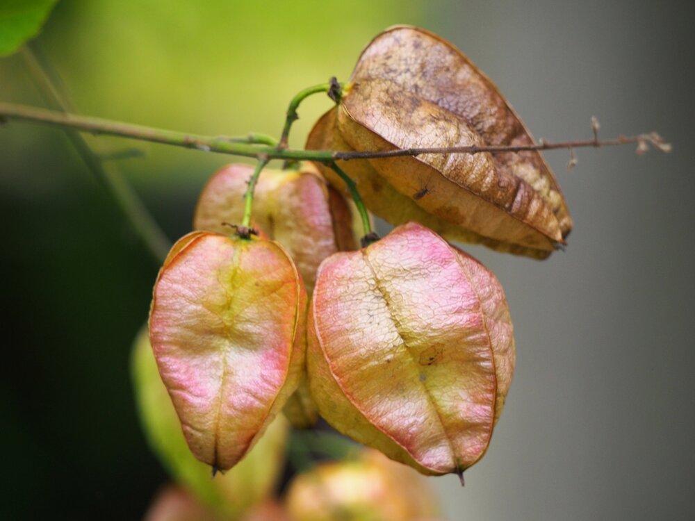 Blasenesche (Koelreuteria paniculata)