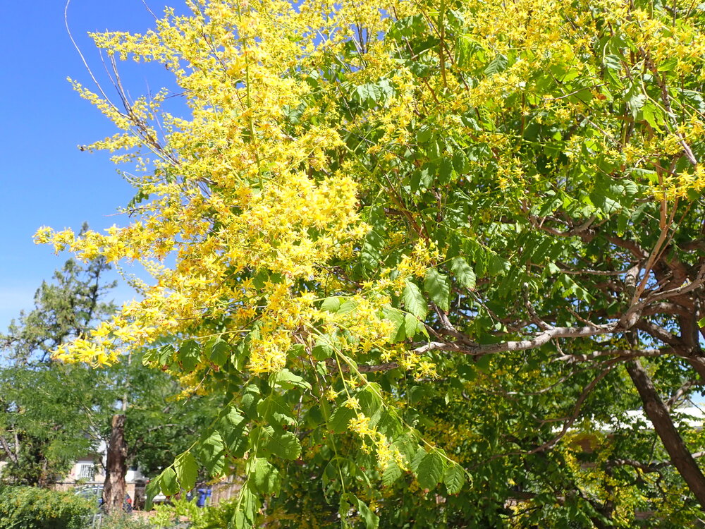 Blasenesche (Koelreuteria paniculata)