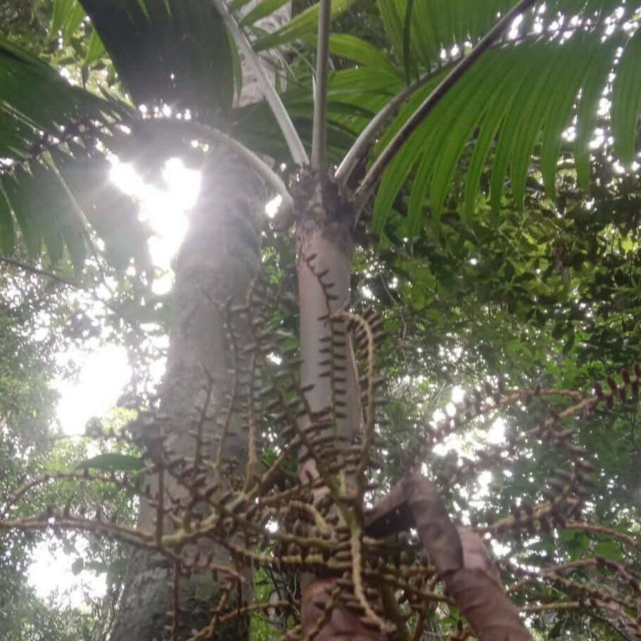 Celebes palme (Pinanga celebica)
