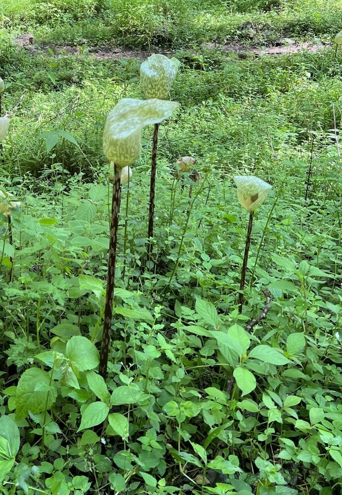Aronstab (Amorphophallus yunnanensis)