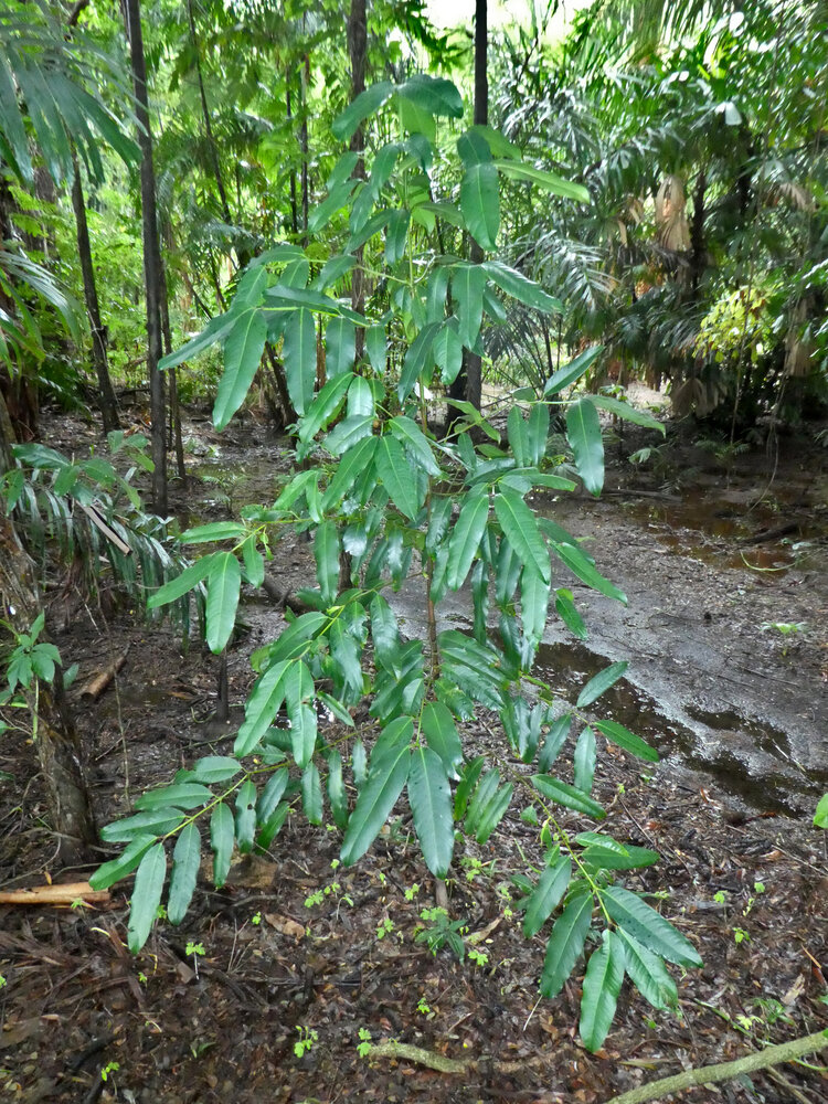 Baniti (Garcinia dulcis)