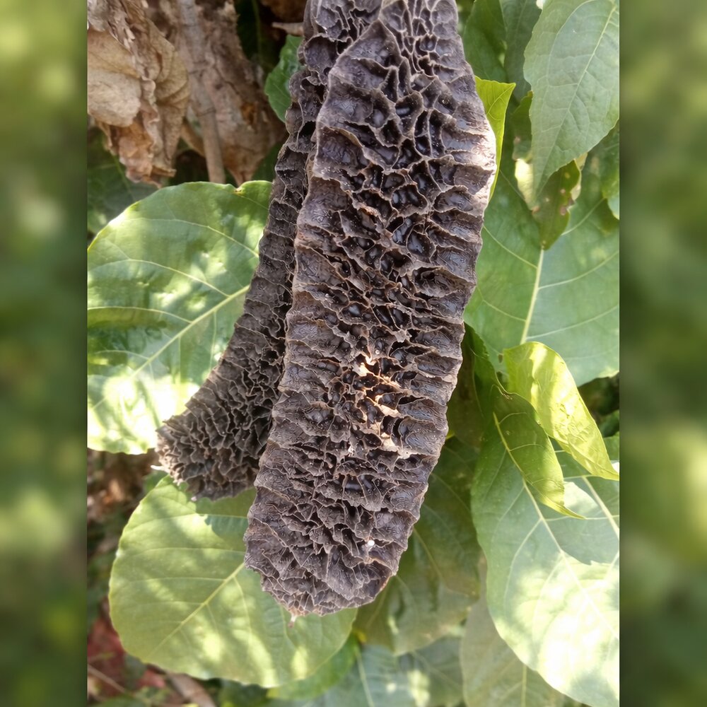 Netz-Samtbohne (Mucuna reticulata)