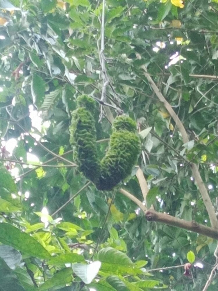 Netz-Samtbohne (Mucuna reticulata)
