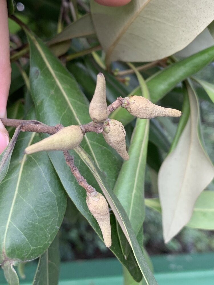 Wei&szlig;e Mangrove (Avicennia alba)