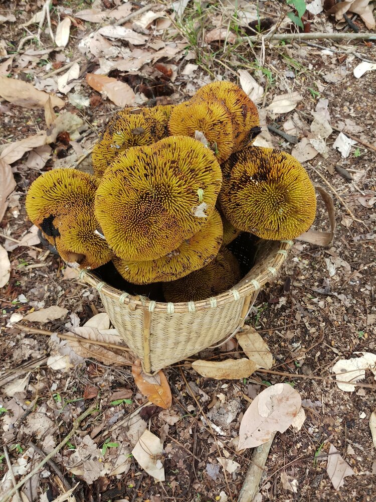 Entawak (Artocarpus anisophyllus)