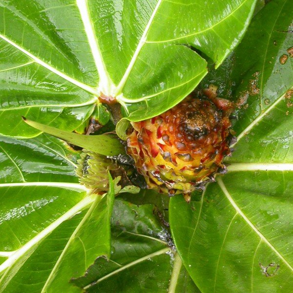 Tieflandfeige (Ficus brusii)