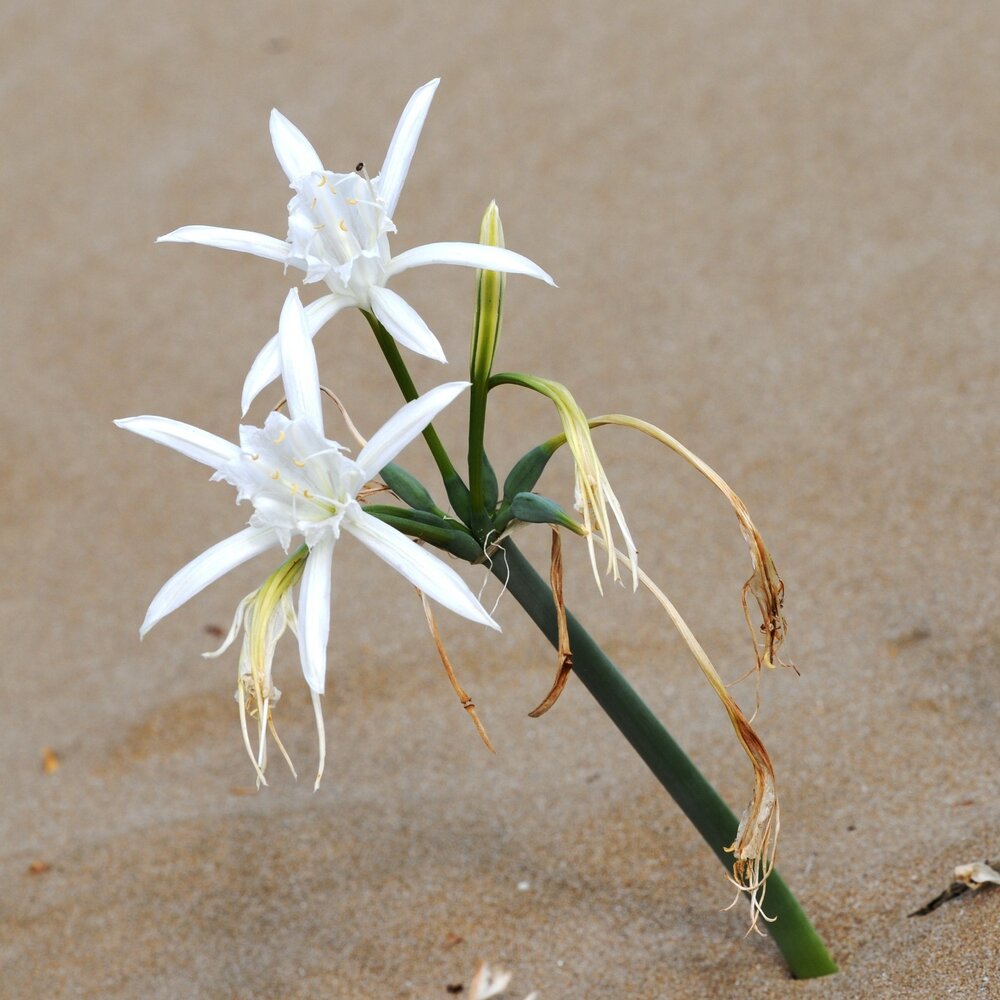 D&uuml;nen-Trichternarzisse (Pancratium maritimum)