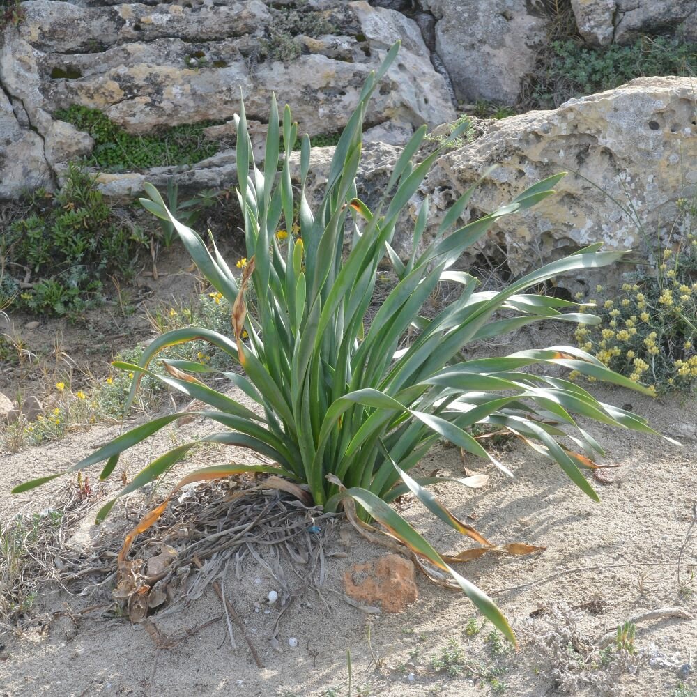 D&uuml;nen-Trichternarzisse (Pancratium maritimum)