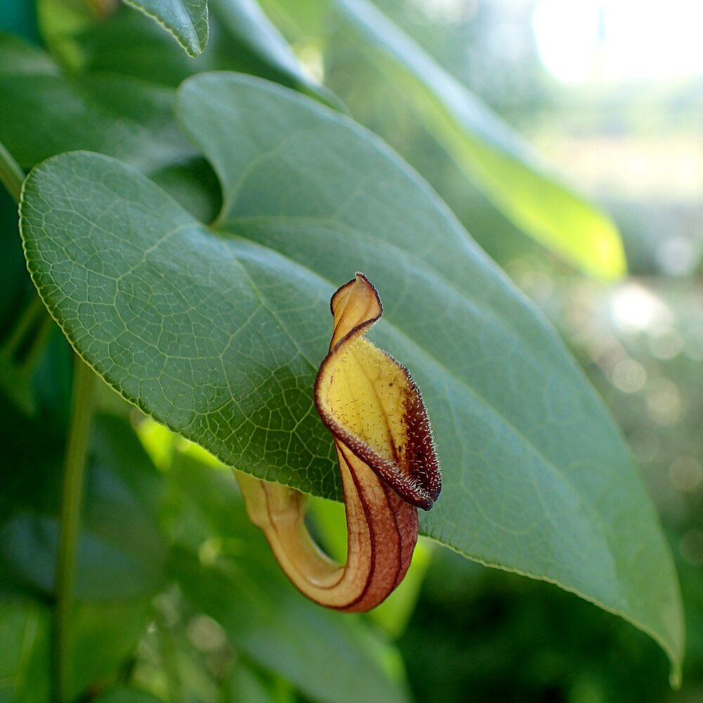 Immergr&uuml;ne Osterluzei (Aristolochia sempervirens)