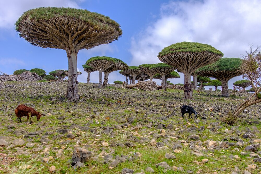 Sokotra Drachenblutbaum (Dracaena cinnabari)