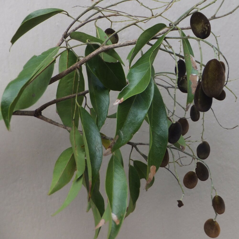 Samtige Tamarinde (Dialium cochinchinense)