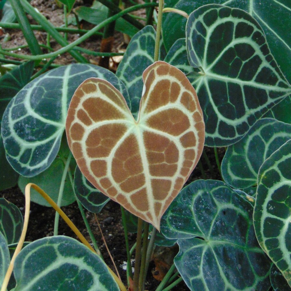 Anthurium (Anthurium clarinervium)
