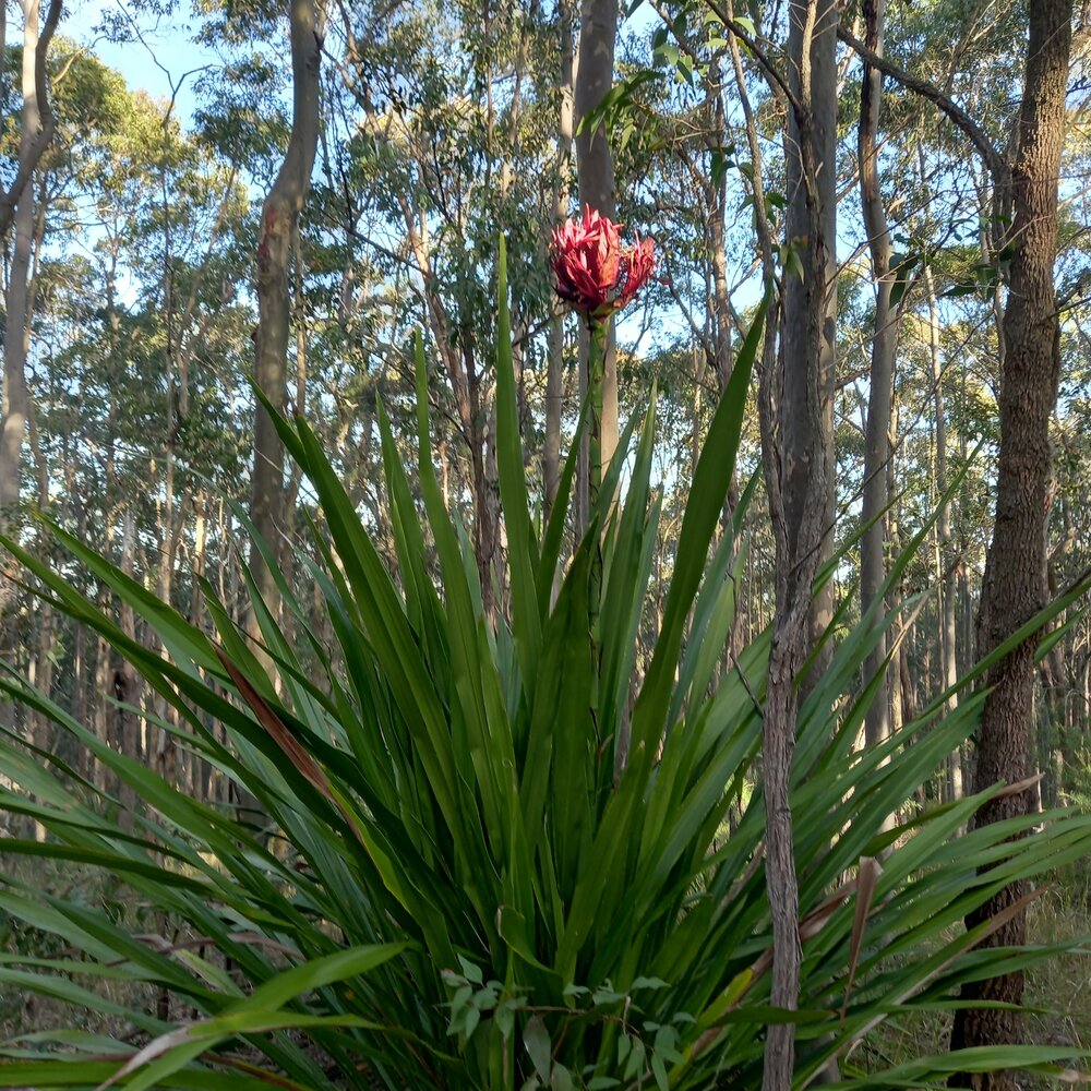 Gymealelie (Doryanthes excelsa)