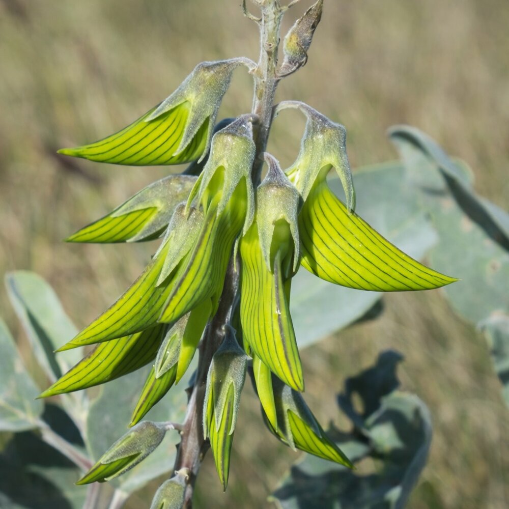 Gr&uuml;ne Vogelblume (Crotalaria cunninghamii)