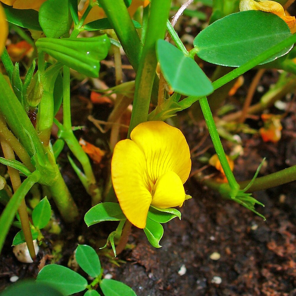 Schwarze Erdnuss (Arachis hypogaea 'Black')