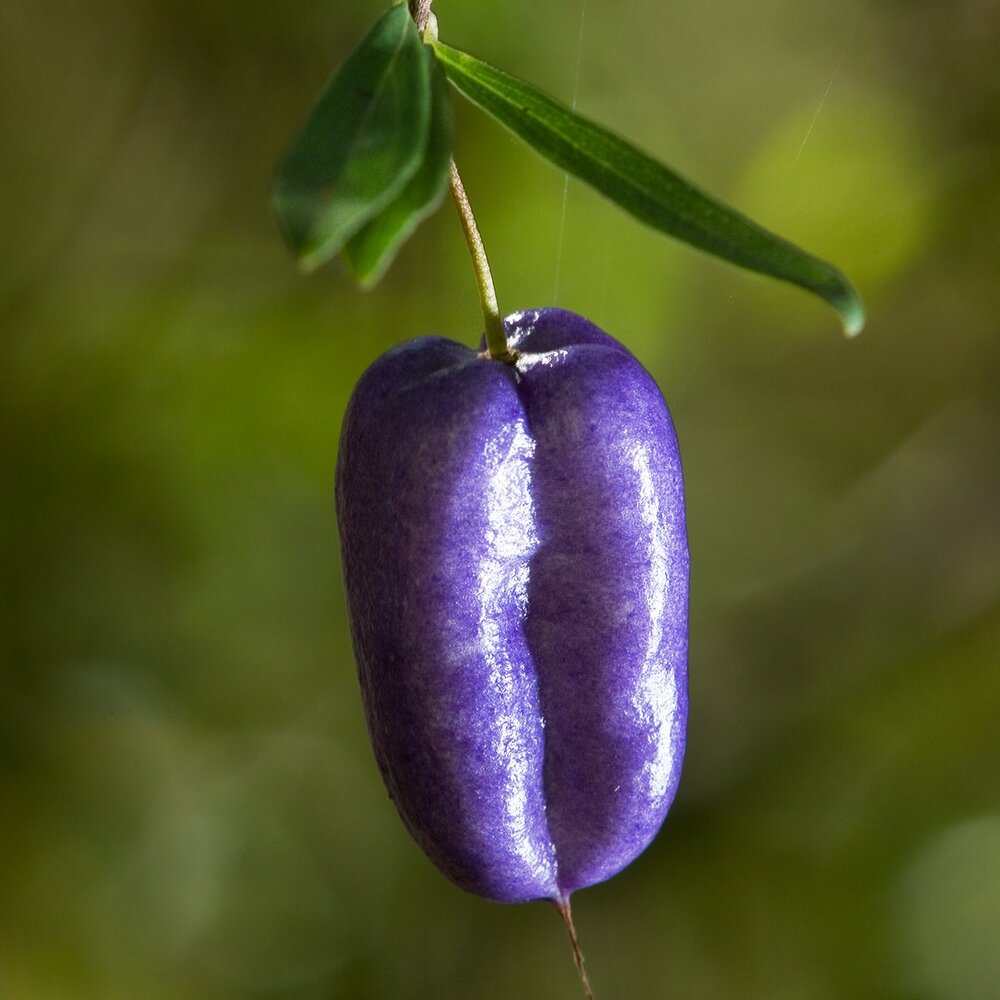 Lila Apfelbeere (Billardiera longiflora)