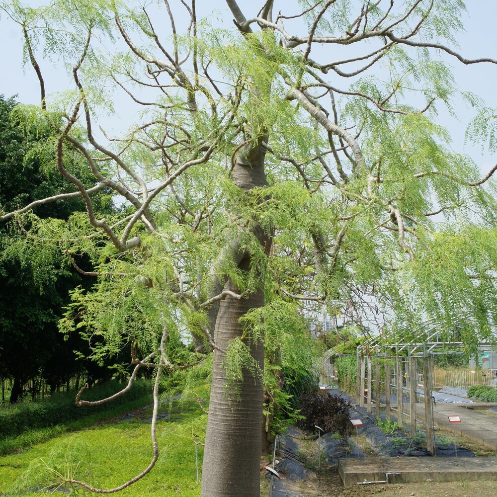 Madagaskar-Phantombaum (Moringa drouhardii)