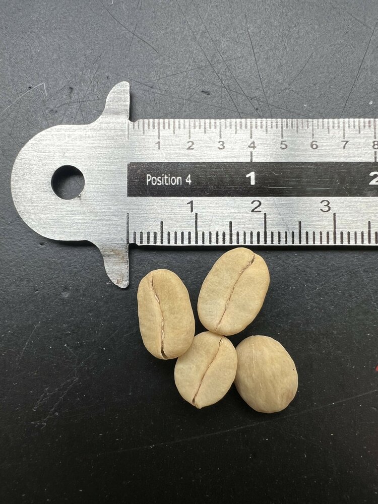 Catura-Kaffee (Coffea arabica 'catura')