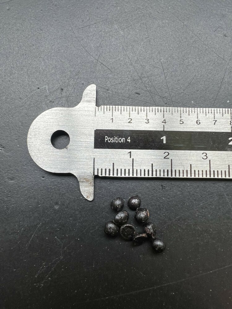 Japanischer Pfefferbaum (Zanthoxylum piperitum)