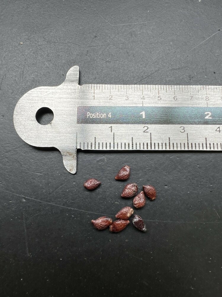 Spiegelei-Baum (Oncoba spinosa)