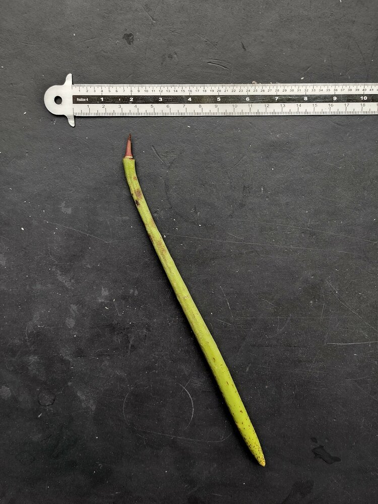 Stelzenmangrove (Rhizophora apiculata)