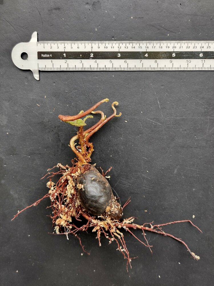 Markierungsnuss (Semecarpus anacardium)